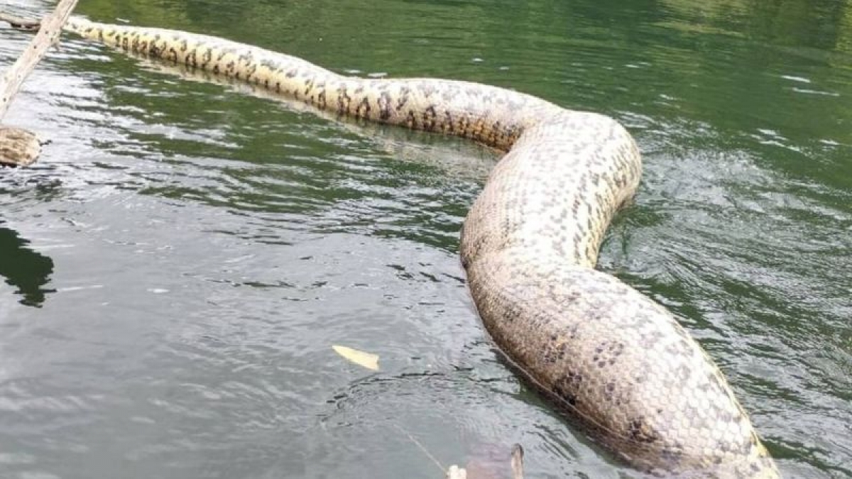 Sucuri considerada uma das maiores já registradas foi encontrada morta — imagem 2